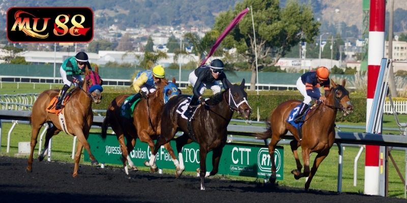 Học thông tin cơ bản về luật cược đua ngựa